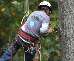 expert tree care